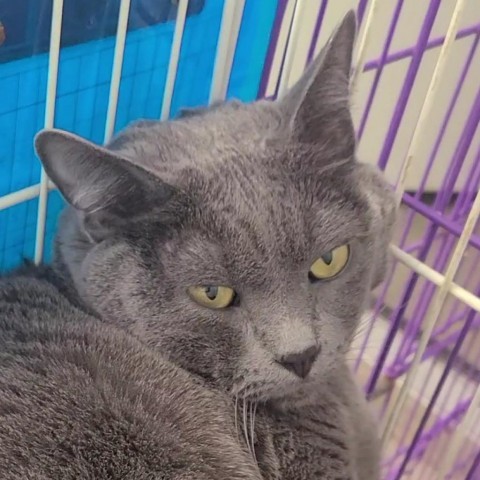 Michelangelo, an adoptable Domestic Short Hair in Spanish Fork, UT, 84660 | Photo Image 1