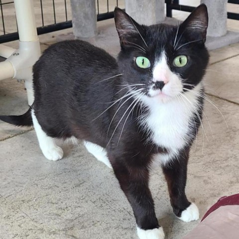 Brie, an adoptable Domestic Short Hair in Spanish Fork, UT, 84660 | Photo Image 1