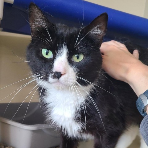 Brie, an adoptable Domestic Short Hair in Spanish Fork, UT, 84660 | Photo Image 4