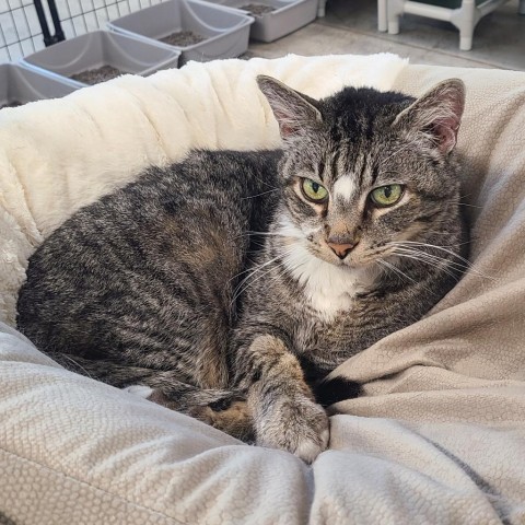 Arnold, an adoptable Domestic Short Hair in Spanish Fork, UT, 84660 | Photo Image 1