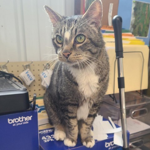 Arnold, an adoptable Domestic Short Hair in Spanish Fork, UT, 84660 | Photo Image 3