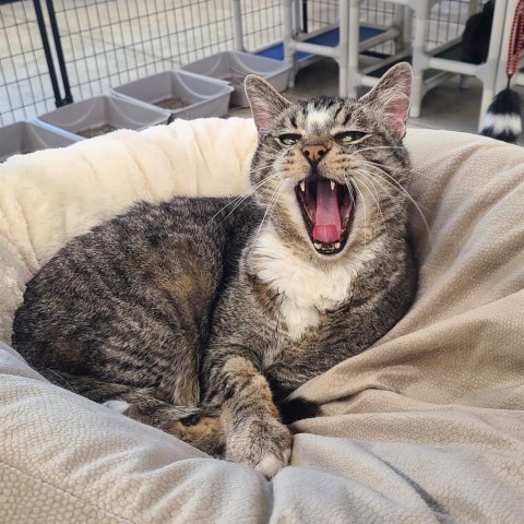 Arnold, an adoptable Domestic Short Hair in Spanish Fork, UT, 84660 | Photo Image 4