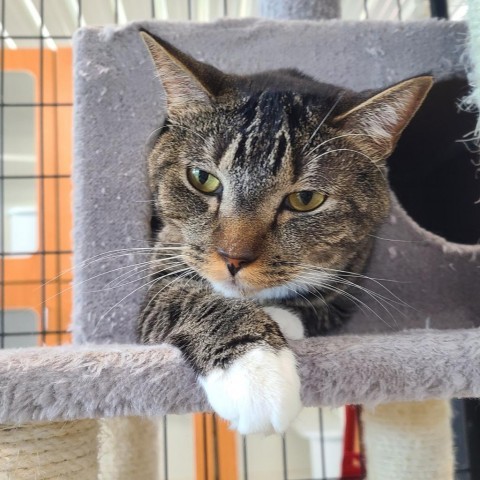 Duke, an adoptable Domestic Short Hair in Spanish Fork, UT, 84660 | Photo Image 1