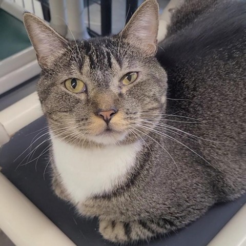 Duke, an adoptable Domestic Short Hair in Spanish Fork, UT, 84660 | Photo Image 1