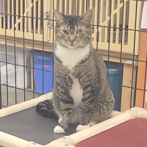 Duke, an adoptable Domestic Short Hair in Spanish Fork, UT, 84660 | Photo Image 4