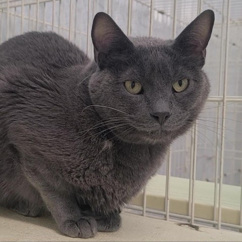 Leonardo, an adoptable Domestic Short Hair in Spanish Fork, UT, 84660 | Photo Image 1