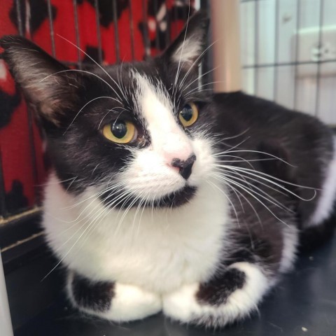 Ginkgo, an adoptable Domestic Short Hair in Spanish Fork, UT, 84660 | Photo Image 1