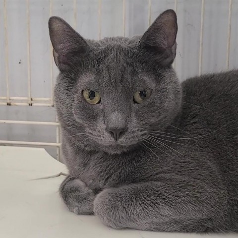 Turtle, an adoptable Domestic Short Hair in Spanish Fork, UT, 84660 | Photo Image 1