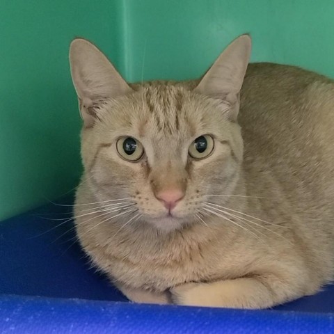 Koa, an adoptable Domestic Short Hair in Spanish Fork, UT, 84660 | Photo Image 1