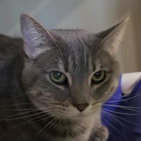 Missy, an adoptable Domestic Short Hair in Spanish Fork, UT, 84660 | Photo Image 1