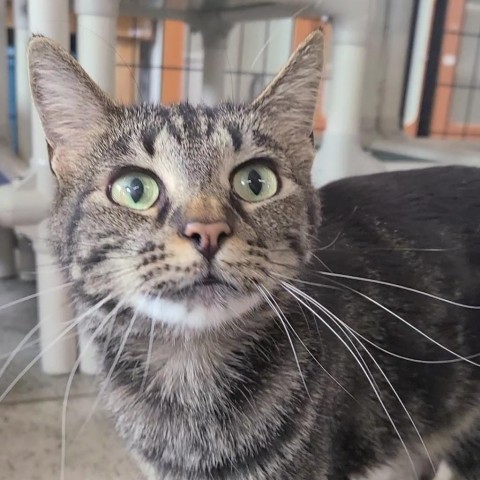 Marble, an adoptable Domestic Short Hair in Spanish Fork, UT, 84660 | Photo Image 1