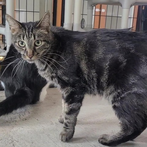 Marble, an adoptable Domestic Short Hair in Spanish Fork, UT, 84660 | Photo Image 3