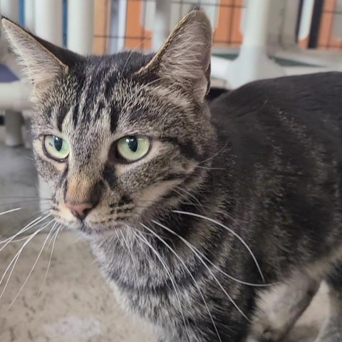 Marble, an adoptable Domestic Short Hair in Spanish Fork, UT, 84660 | Photo Image 4