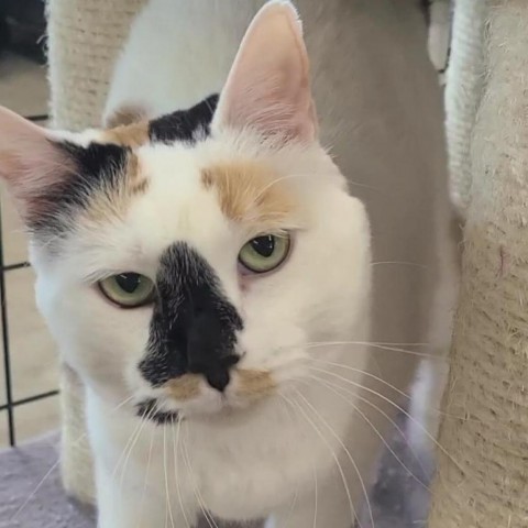 Olive, an adoptable Domestic Short Hair in Spanish Fork, UT, 84660 | Photo Image 1