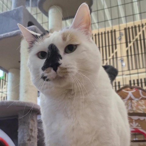 Olive, an adoptable Domestic Short Hair in Spanish Fork, UT, 84660 | Photo Image 3