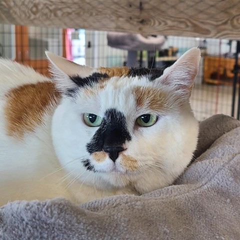 Olive, an adoptable Domestic Short Hair in Spanish Fork, UT, 84660 | Photo Image 5