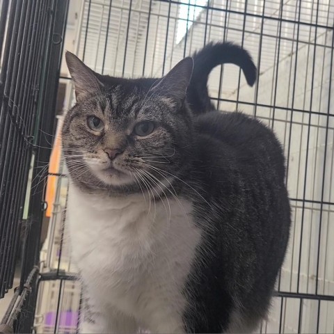 Minnie, an adoptable Domestic Short Hair in Spanish Fork, UT, 84660 | Photo Image 1