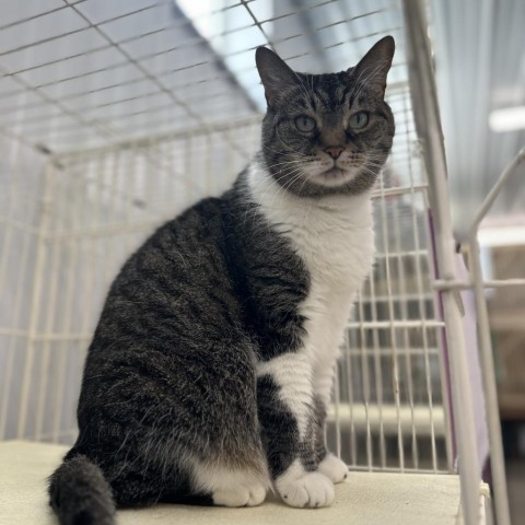 Minnie, an adoptable Domestic Short Hair in Spanish Fork, UT, 84660 | Photo Image 2