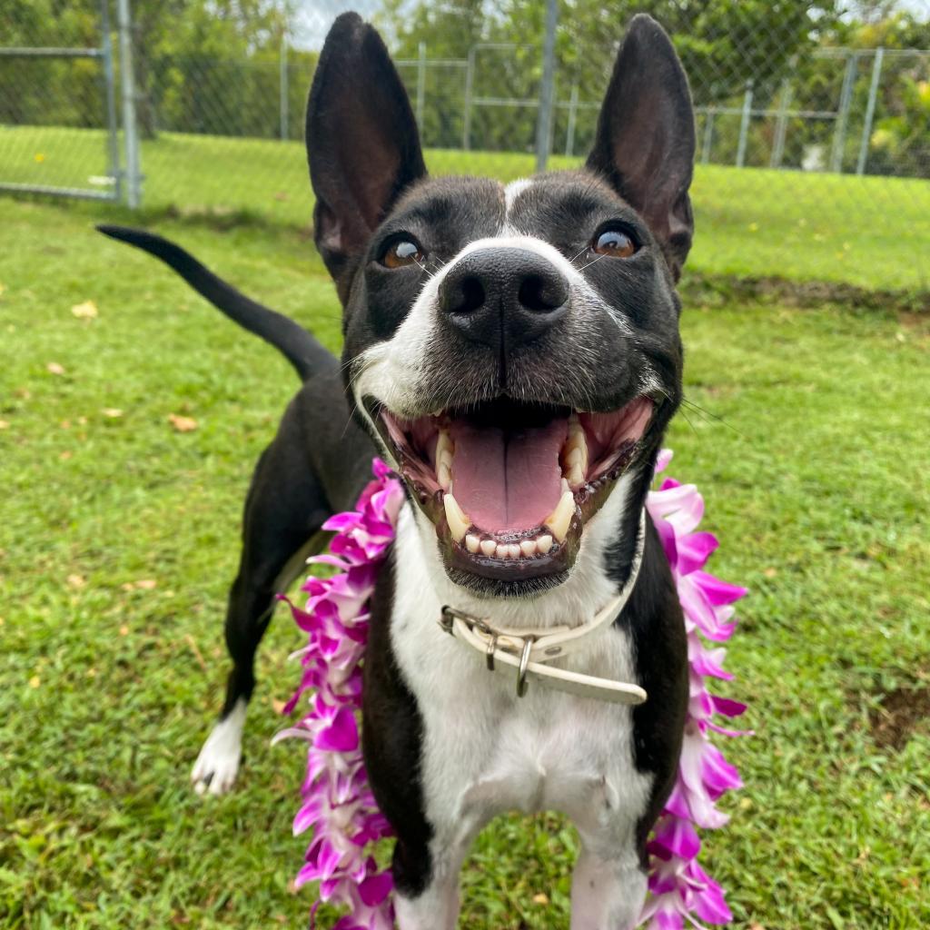 Maisie, an adoptable Mixed Breed in Keaau, HI, 96749 | Photo Image 1