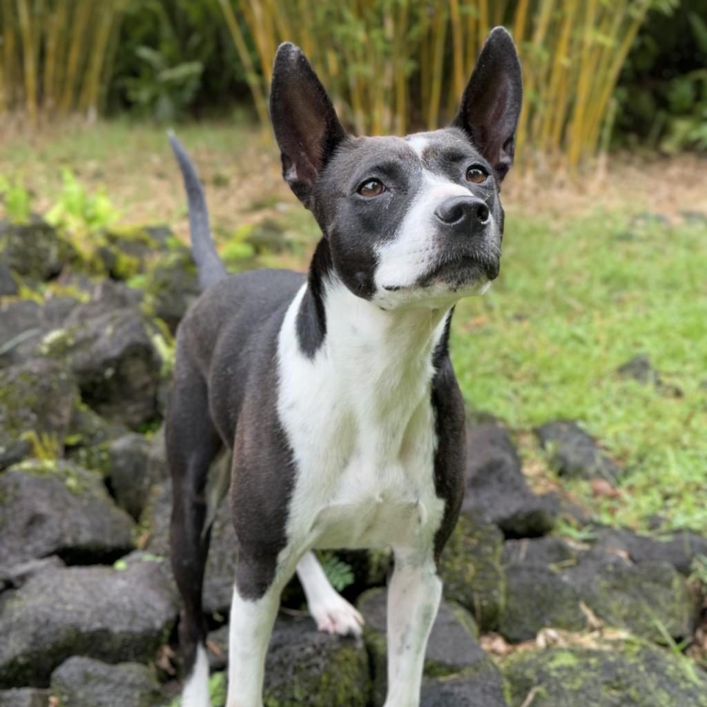 Maisie, an adoptable Mixed Breed in Keaau, HI, 96749 | Photo Image 2