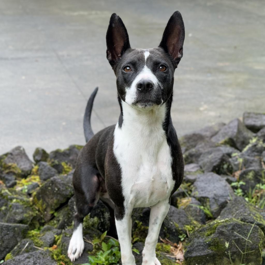 Maisie, an adoptable Mixed Breed in Keaau, HI, 96749 | Photo Image 3