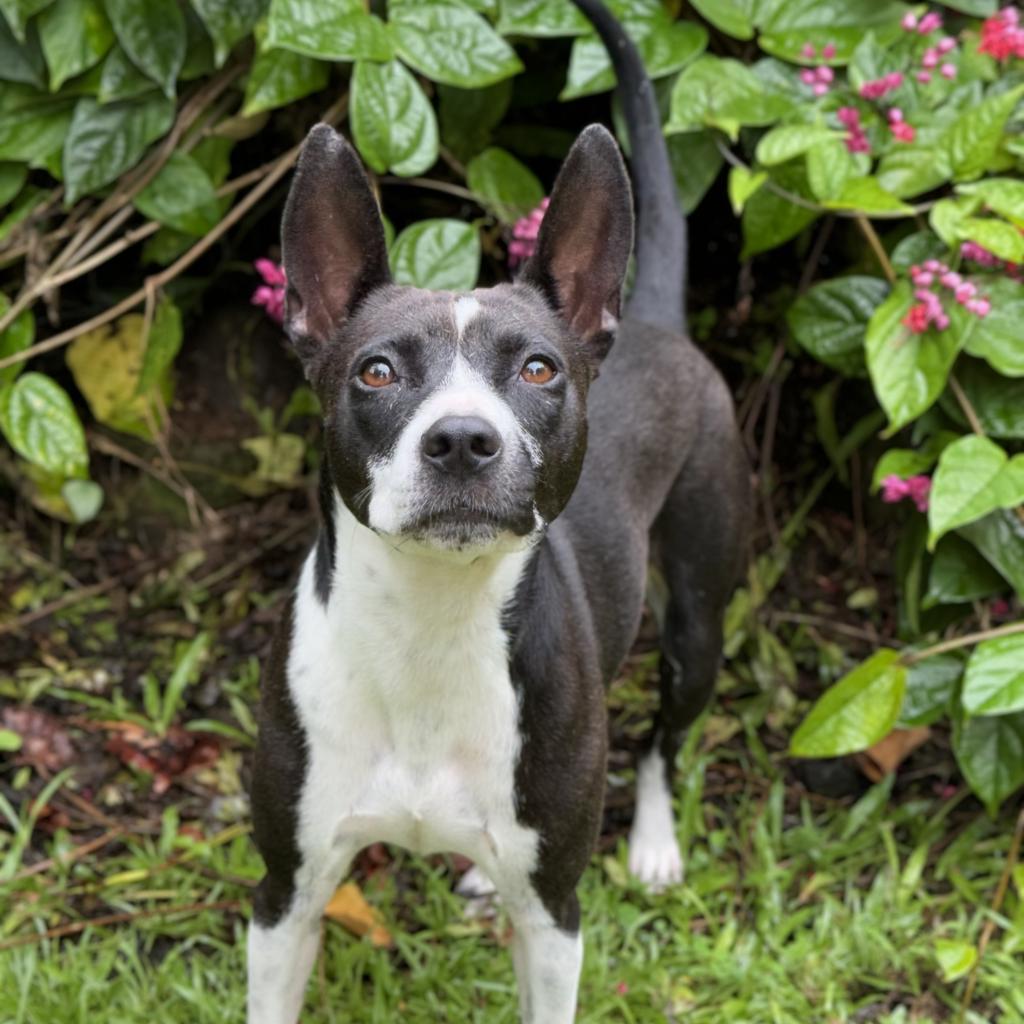 Maisie, an adoptable Mixed Breed in Keaau, HI, 96749 | Photo Image 4