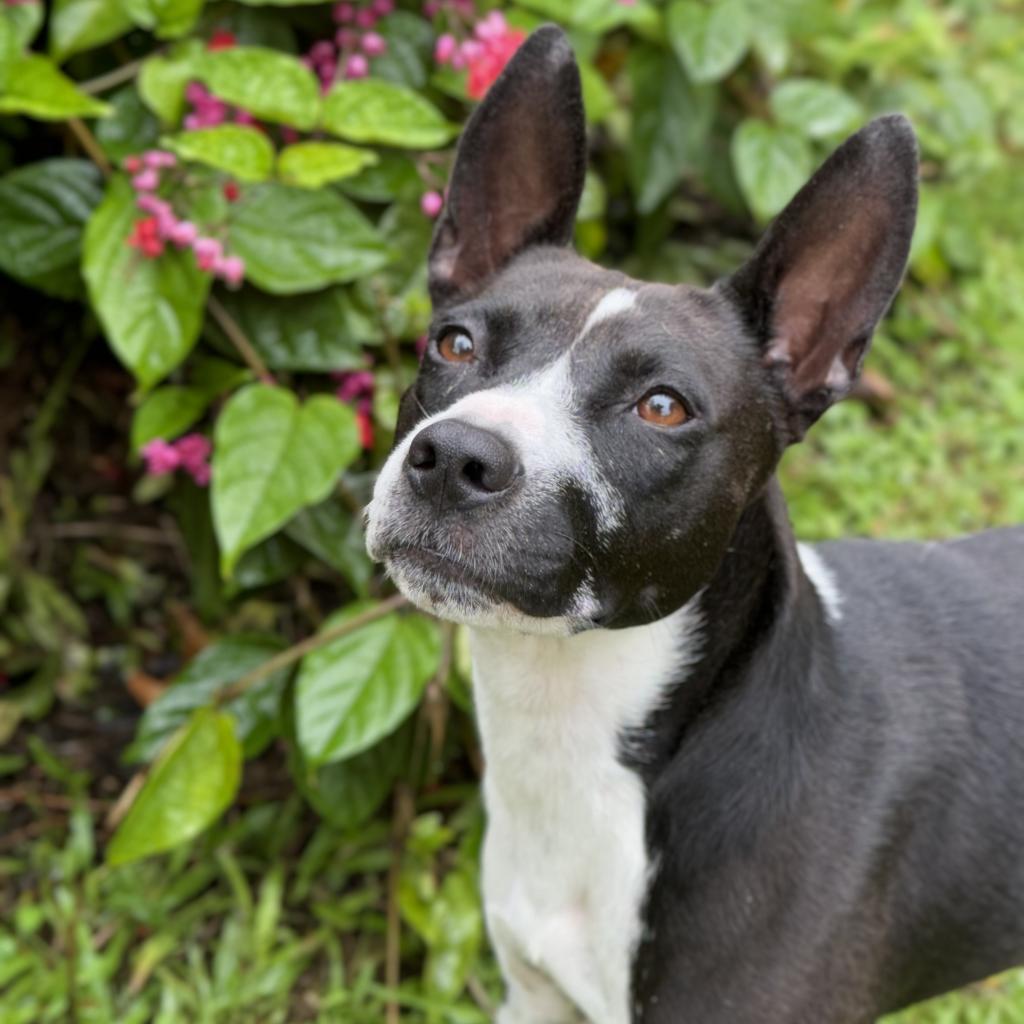 Maisie, an adoptable Mixed Breed in Keaau, HI, 96749 | Photo Image 5