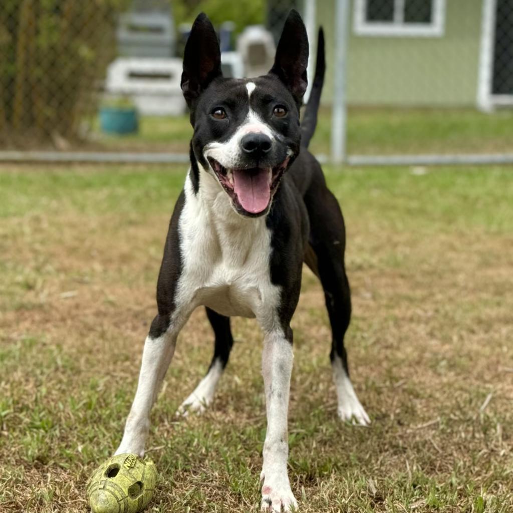 Maisie, an adoptable Mixed Breed in Keaau, HI, 96749 | Photo Image 6