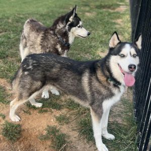 Dolly, Adult Female Husky