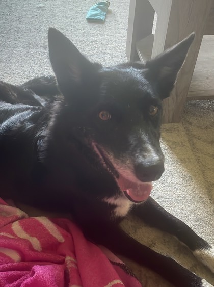 Darlin, an adoptable Border Collie, Mixed Breed in Pendleton, OR, 97801 | Photo Image 1