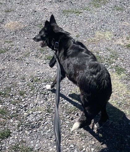 Darlin, an adoptable Border Collie, Mixed Breed in Pendleton, OR, 97801 | Photo Image 2