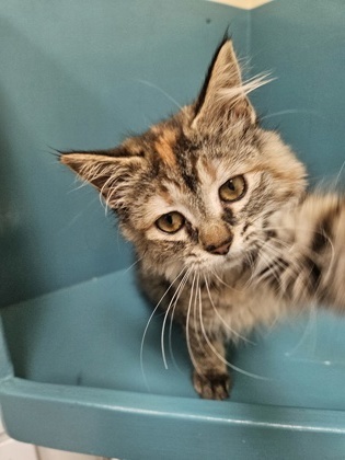 Jasmine, an adoptable Domestic Long Hair, Domestic Short Hair in Pendleton, OR, 97801 | Photo Image 1