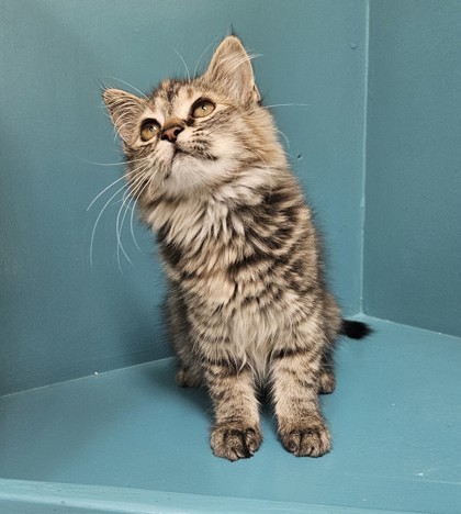 Jasmine, an adoptable Domestic Long Hair, Domestic Short Hair in Pendleton, OR, 97801 | Photo Image 3