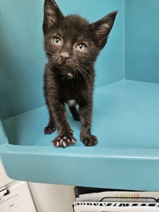 Messi, an adoptable Domestic Short Hair in Pendleton, OR, 97801 | Photo Image 1