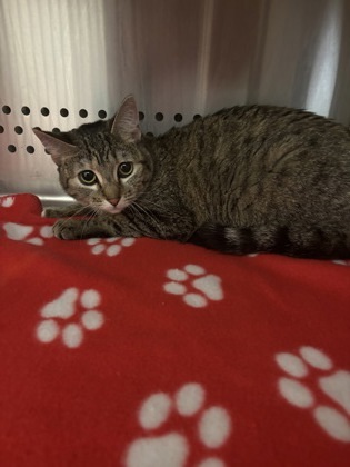 Jade, an adoptable Domestic Short Hair in Pendleton, OR, 97801 | Photo Image 1