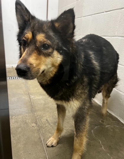 Bonnie, an adoptable Shepherd, Border Collie in Pendleton, OR, 97801 | Photo Image 1