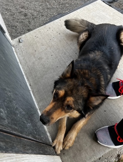 Bonnie, an adoptable Shepherd, Border Collie in Pendleton, OR, 97801 | Photo Image 2