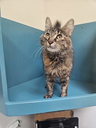 Sophia, an adoptable Domestic Long Hair, Domestic Short Hair in Pendleton, OR, 97801 | Photo Image 1