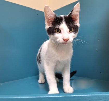 Sailor, an adoptable Domestic Short Hair in Pendleton, OR, 97801 | Photo Image 1