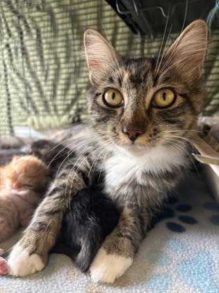 Brownie, an adoptable Domestic Medium Hair, Domestic Short Hair in Pendleton, OR, 97801 | Photo Image 1