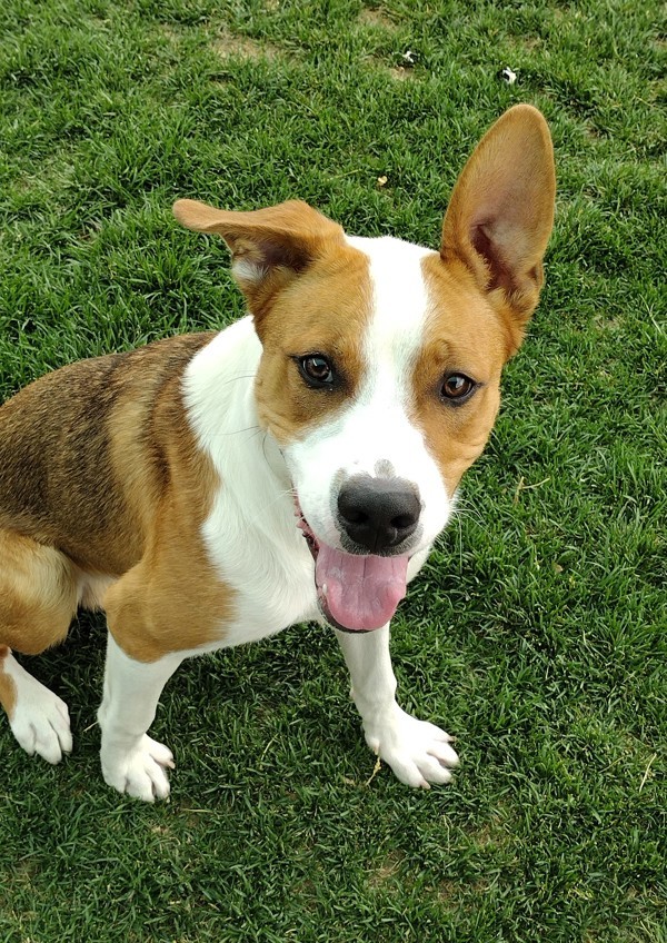 Truett 42216, an adoptable German Shepherd Dog, Pit Bull Terrier in Pocatello, ID, 83205 | Photo Image 1