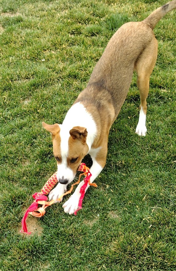 Truett 42216, an adoptable German Shepherd Dog, Pit Bull Terrier in Pocatello, ID, 83205 | Photo Image 2