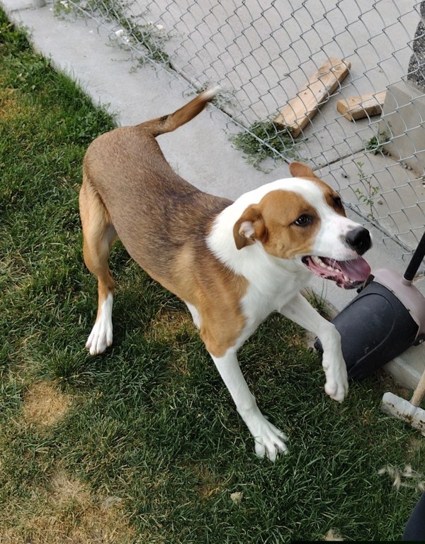 Truett 42216, an adoptable German Shepherd Dog, Pit Bull Terrier in Pocatello, ID, 83205 | Photo Image 4