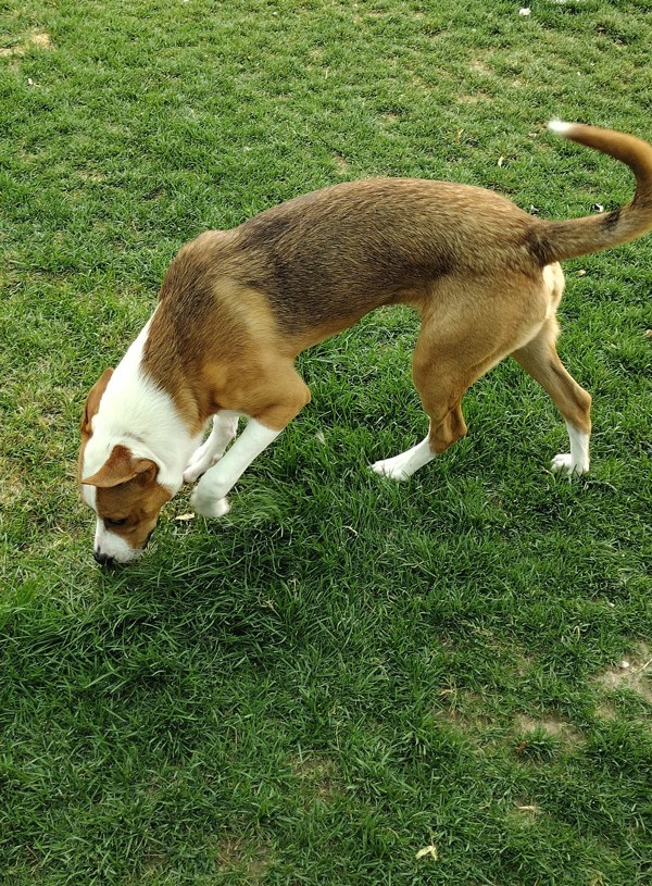 Truett 42216, an adoptable German Shepherd Dog, Pit Bull Terrier in Pocatello, ID, 83205 | Photo Image 5