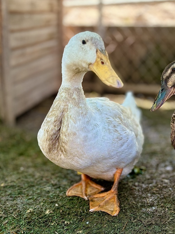 Duck for adoption - Elodie, a Duck Mix in Monterey, CA | Petfinder