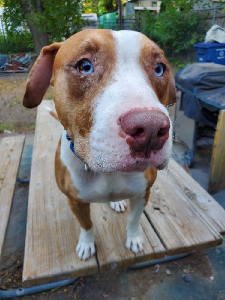 Buttercup, an adoptable Labrador Retriever, Pit Bull Terrier in Dolores, CO, 81323 | Photo Image 1