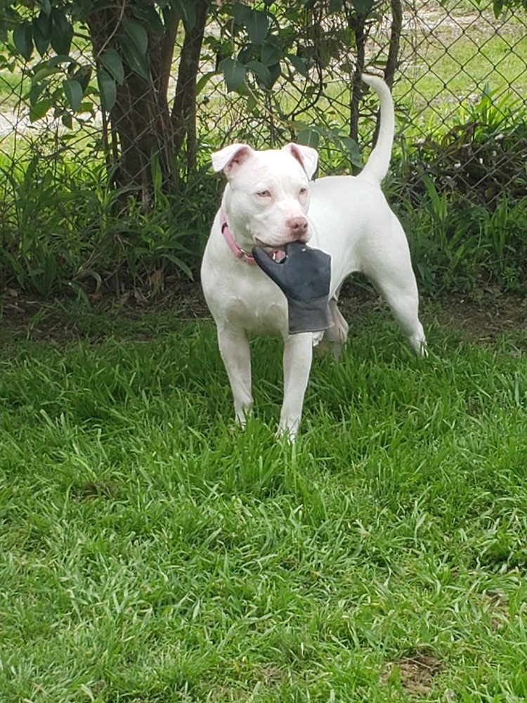 Nova, an adoptable American Staffordshire Terrier in Dolores, CO, 81323 | Photo Image 5