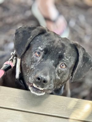 Shadow, Adult Female Terrier