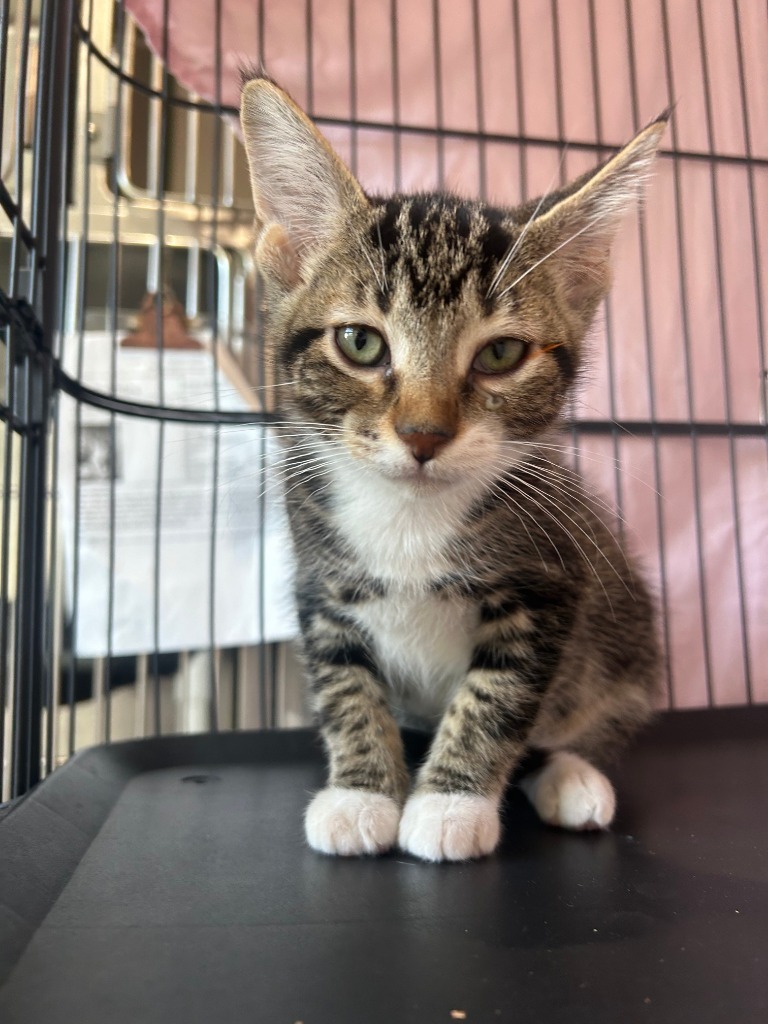 MC1 Theodore, an adoptable Domestic Short Hair in Ashland, WI, 54806 | Photo Image 1