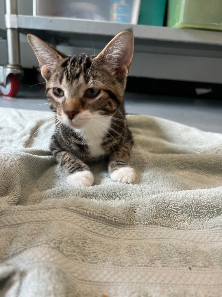 MC1 Theodore, an adoptable Domestic Short Hair in Ashland, WI, 54806 | Photo Image 3